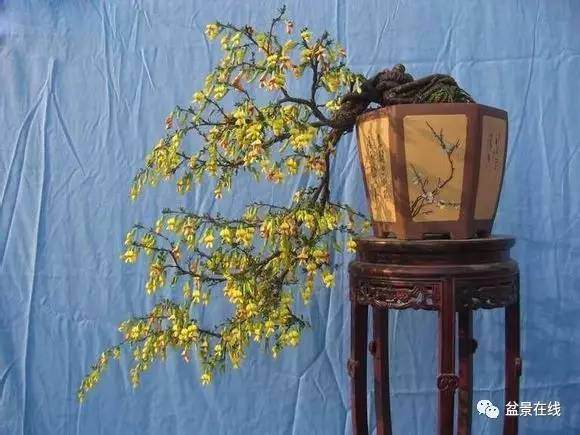 怎么才能合理给金雀盆景浇水?