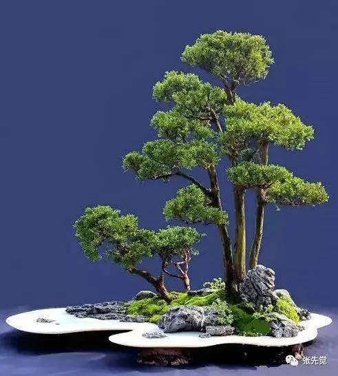 试论盆景艺术技巧的匠与师
