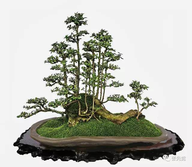 试论盆景艺术技巧的匠与师