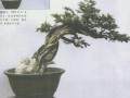 图解 柏树盆景怎么造型修整的3个方法