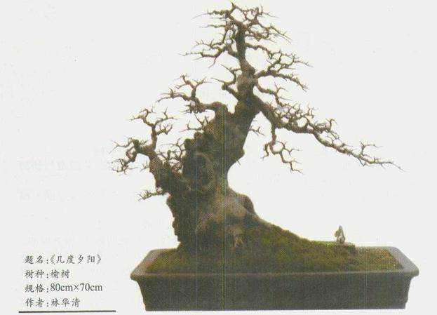 椒江区花卉盆景协会