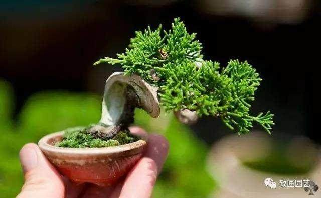 向关心花木盆景杂志的读者朋友们表示诚意和谢意