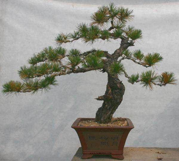 制作盆景还是立足本地资源好,理由有以下几点【图】