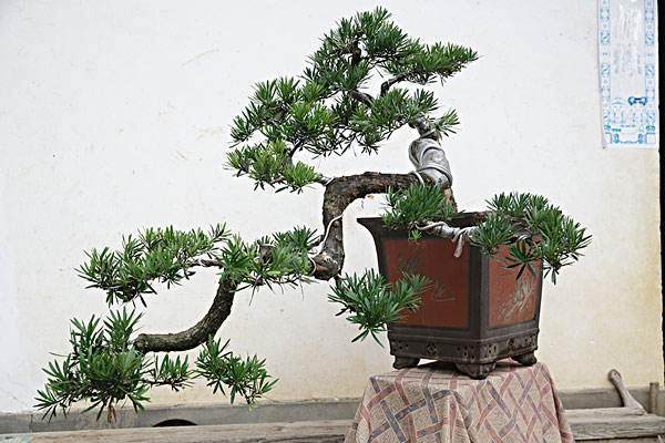 罗汉松盆景怎样造型? 【图】