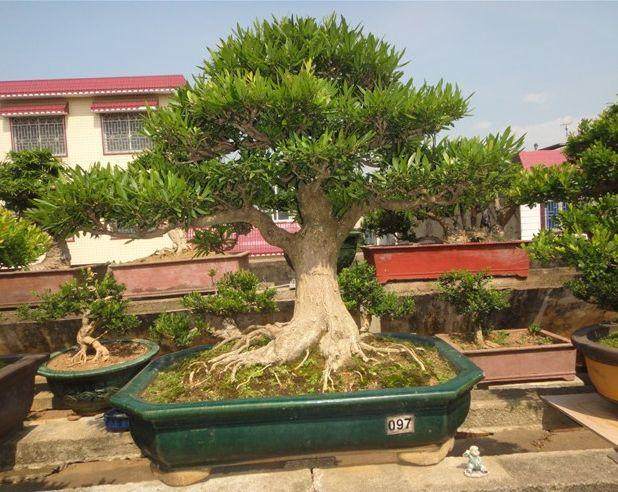 珍珠黄杨夏天以来,长势很差.还不时枯死一些小枝?