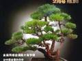 花木盆景杂志创刊20周年致读者