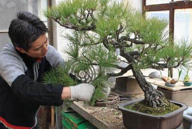 铝丝对枝条的盆景生长有无影响?【图】