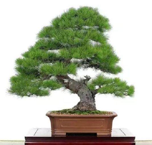 怎样给树木盆景接枝、换枝?