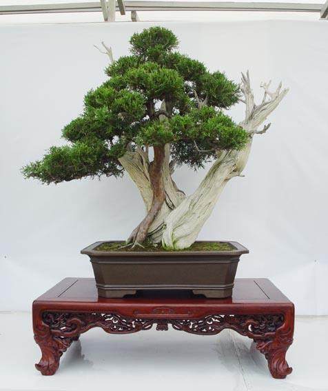 汲取侧柏文化精髓潜心盆景艺术创新