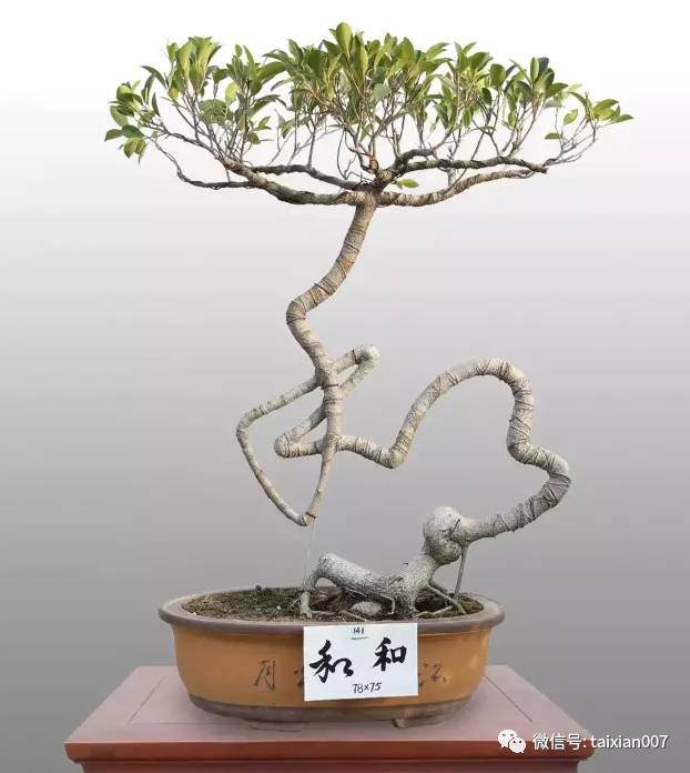 大伯痴心&ldquo;草书汉字&rdquo;盆景，终成奇景