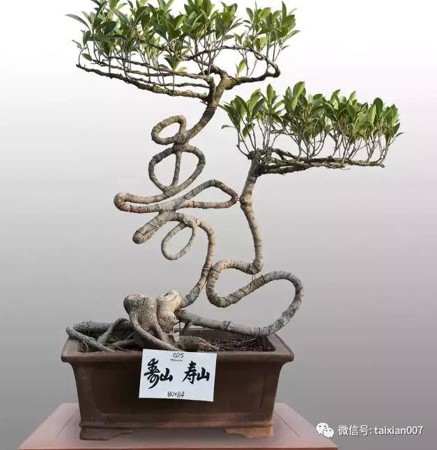 大伯痴心&ldquo;草书汉字&rdquo;盆景，终成奇景