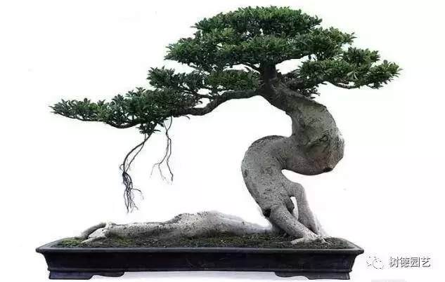 价值168万的古榕老桩盆景 能顶三辆奥迪车【图】