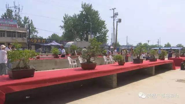 灵璧首届盆景艺术展开展【多图】