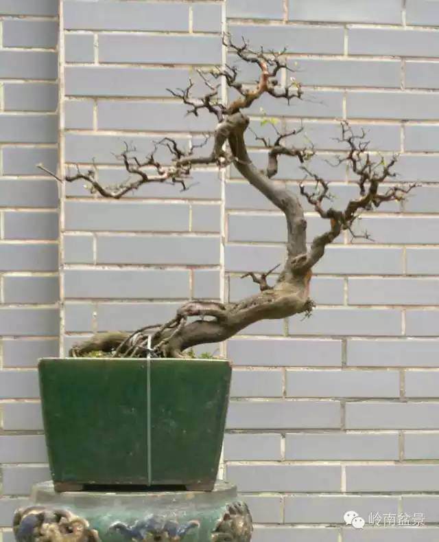 笑谈盆景人生，戏说养花之道