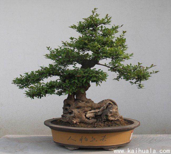 树桩盆景的用盆