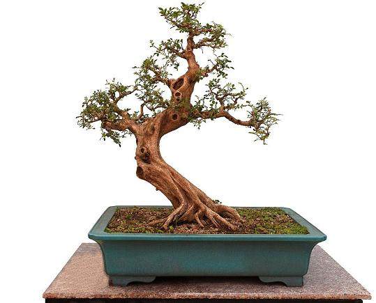 盆景的枝片造型技术【图】