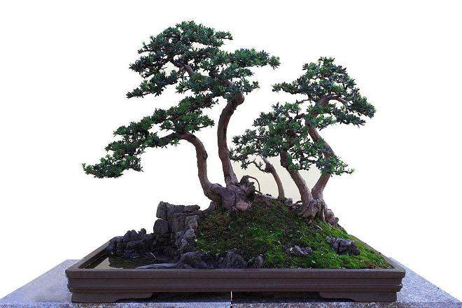 南漳县举办&ldquo;水镜杯&rdquo;盆景大展赛