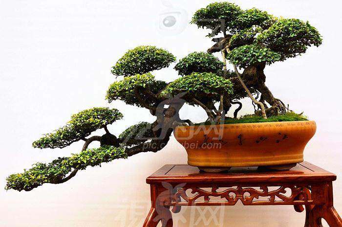 丹江口花木盆景协会