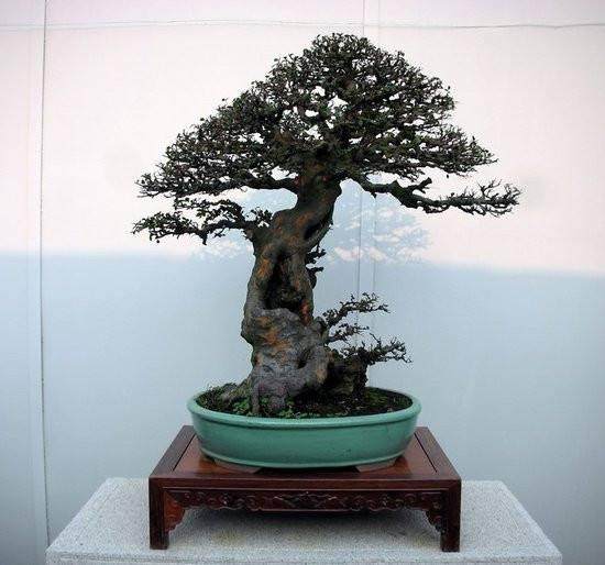 盆景艺术千丝万缕地联系着人类的艺术思想与艺术追求