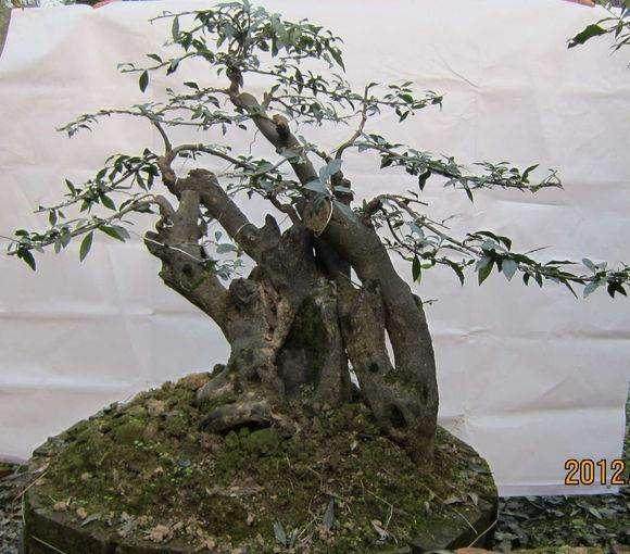 盆景蟠扎是现代盆景制作的常用方法,请问金属丝蟠扎有哪些要求?