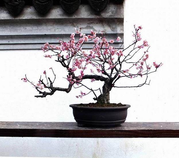 苏州的劈梅盆景是如何制作的?