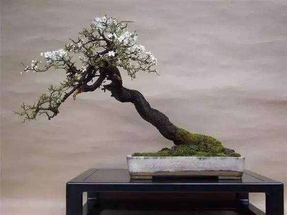 应怎样选用农药防治梅花的病虫害?