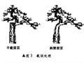 图解 直干式树木盆景怎么制作的7个方法
