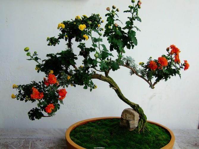 花木盆景伴夕阳