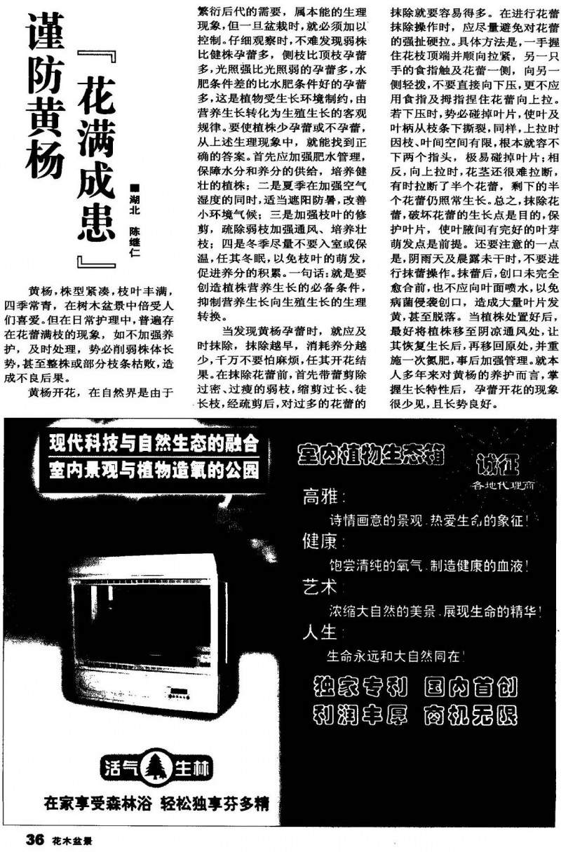 谨防黄杨盆景的“花满为患”