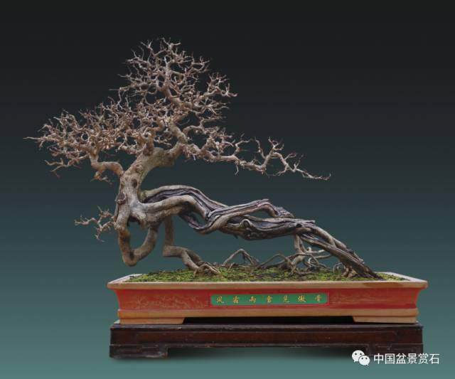 盆景脱衣后——岭南手法解读另类盆景魅力