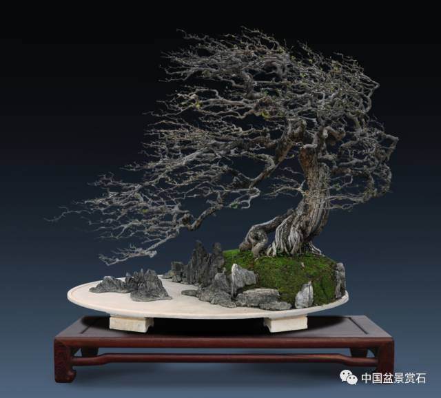 盆景脱衣后——岭南手法解读另类盆景魅力