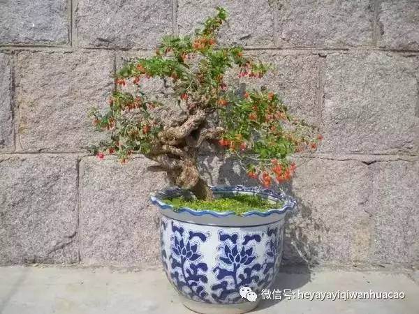 如何给枸杞盆景进行整形和施肥?