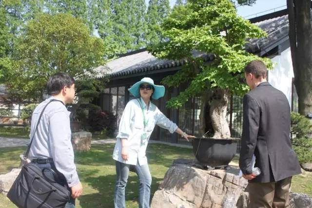 当盆景遇上国宝之银缕梅