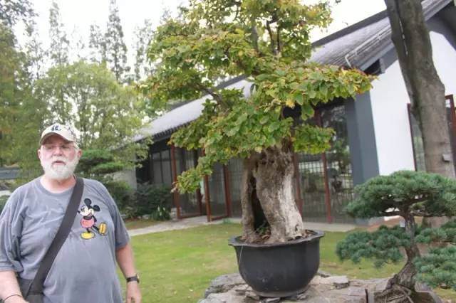 当盆景遇上国宝之银缕梅