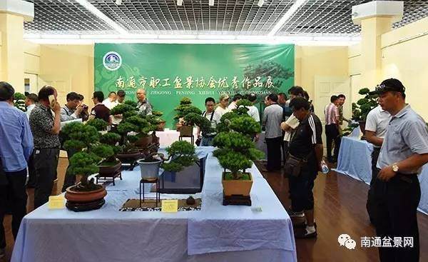 南通市职工盆景协会优秀作品展