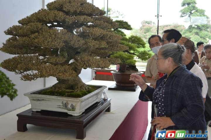 全台湾最美35组盆景 让您一次尽收眼底