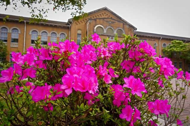 建国花市「杜鹃盆景艺术讲堂」