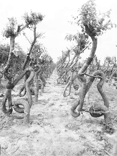 让全村都学会种植草书盆景 加入到绿色创业的行列