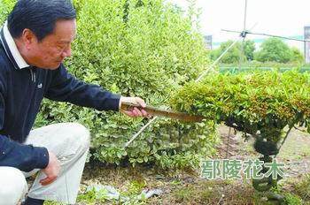 江苏草书盆景实现批量生产【图】