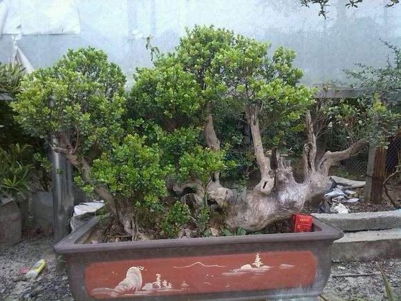 赤楠盆景的栽培制作和管理