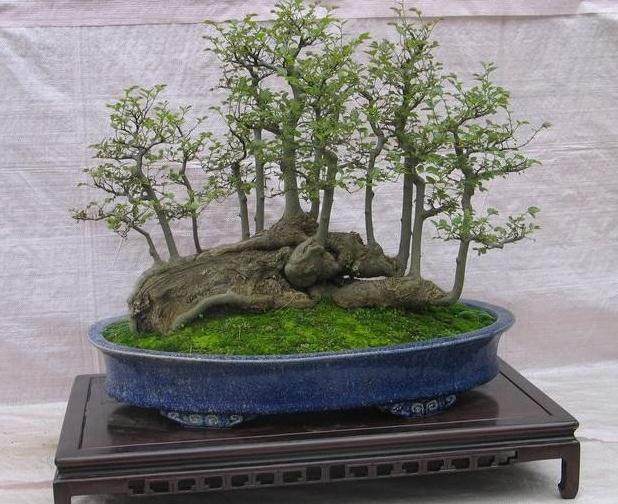 大叶榕换冠嫁接以什么方法为好?