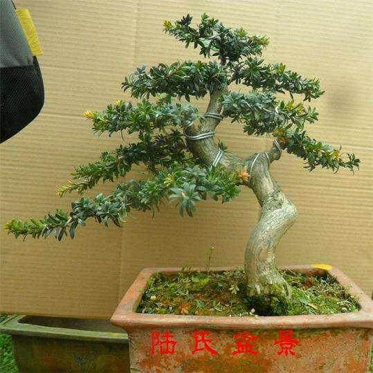 罗汉松树坯出现了叶片发黄现象 怎么办?