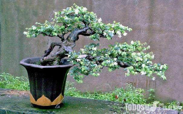 檵木盆景的修剪与施肥