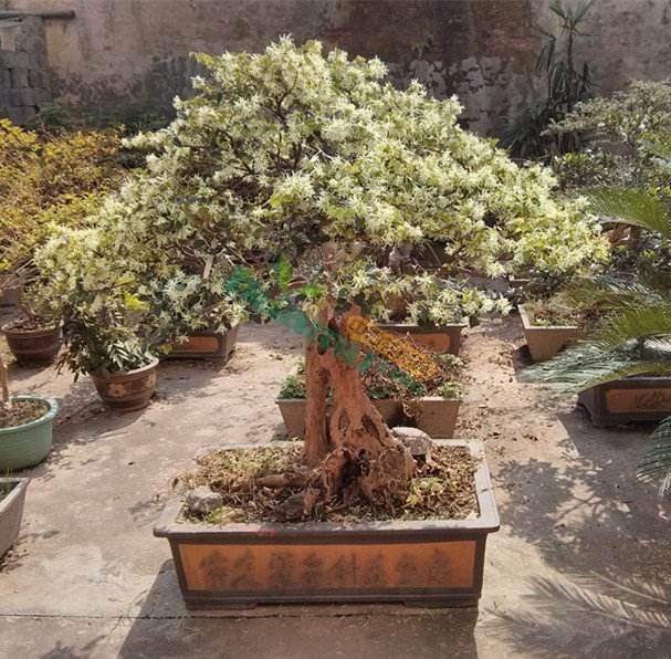 2004年中国青州盆景博览会开幕