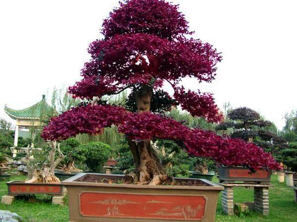 南阳市第六届盆景艺术展开幕