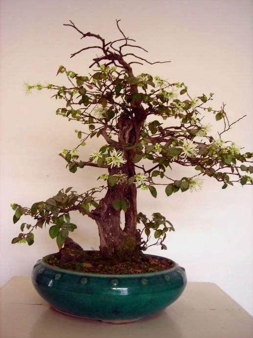 河南省第二届中州盆景“黄河杯”大赛在郑州举行