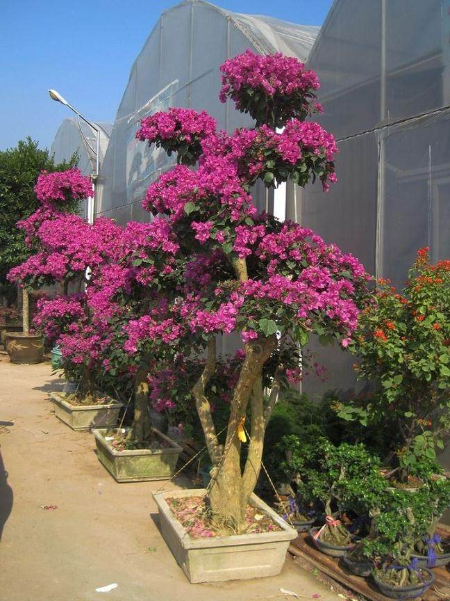 广东省连平县举办第九届花卉盆景展览