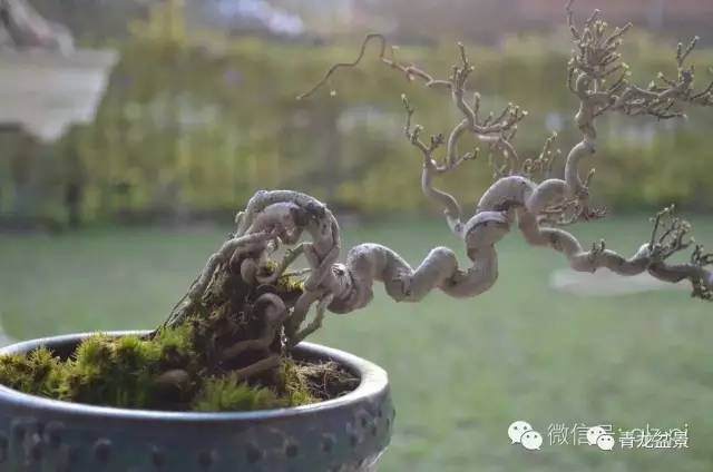 盆景怎么走势的3个构图