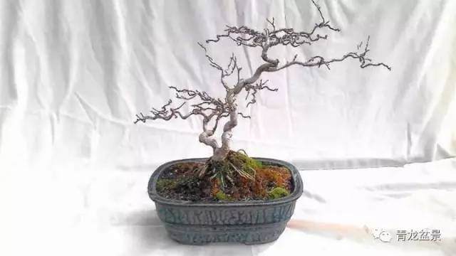 盆景怎么走势的3个构图