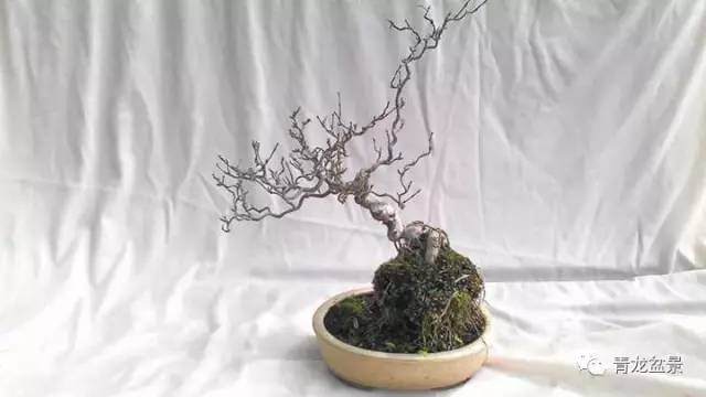 盆景怎么走势的3个构图